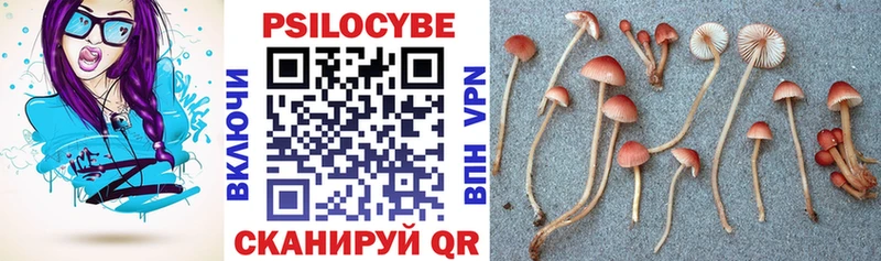 Купить закладки  Зверево  Псилоцибиновые грибы мицелий 